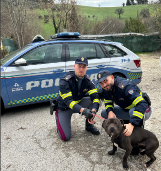 Fano - Pitbull sanguinante trovato dalla polizia dentro un tir rumeno